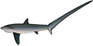 Image result for Alopias vulpinus