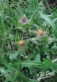 Image result for Cnicus benedictus