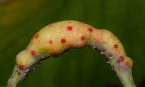 Attēlu rezultāti vaicājumam “Diastrophus rubi”