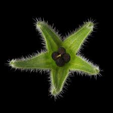 Attēlu rezultāti vaicājumam “Borago officinalis bud”