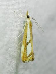 Attēlu rezultāti vaicājumam “Crambidae”