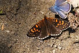 Attēlu rezultāti vaicājumam “Melitaea diamina underside”