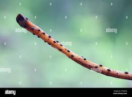 Attēlu rezultāti vaicājumam “Lamproderma echinosporum stalked”