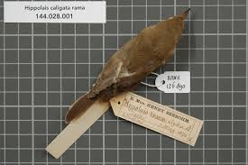 Image result for Hippolais caligata