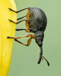 Attēlu rezultāti vaicājumam “Protapion sp.”