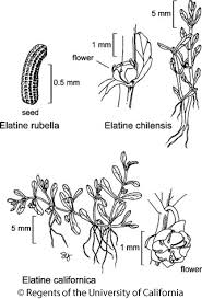 Attēlu rezultāti vaicājumam “Elatinaceae”