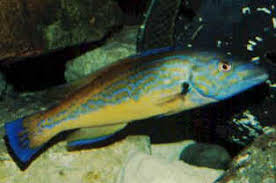 Image result for Labrus mixtus