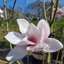 Attēlu rezultāti vaicājumam “Magnolia cylindrica”