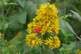 Attēlu rezultāti vaicājumam “Lysimachia vulgaris”