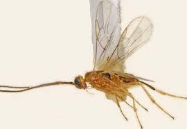 Attēlu rezultāti vaicājumam “Lyonetiidae”