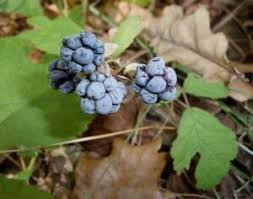 Attēlu rezultāti vaicājumam “Rubus caesius fruit”