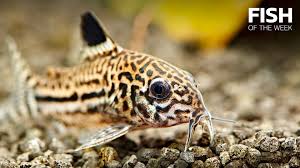 Image result for fish corydoras