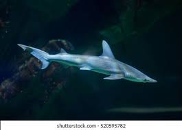 Image result for Sphyrna tiburo