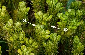 Attēlu rezultāti vaicājumam “Huperzia selago”