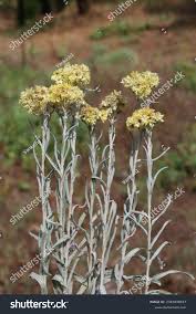 Attēlu rezultāti vaicājumam “Helichrysum arenarium bud”