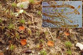 Attēlu rezultāti vaicājumam “Octospora humosa”