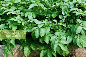 Attēlu rezultāti vaicājumam “Solanum tuberosum leaf”