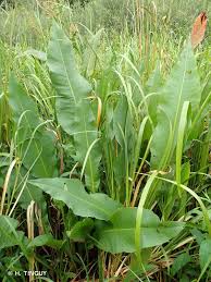 Attēlu rezultāti vaicājumam “Rumex hydrolapathum”