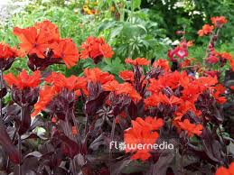 Attēlu rezultāti vaicājumam “Silene x arkwrightii Vesuvius flower”