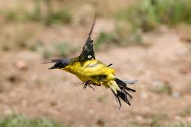 Attēlu rezultāti vaicājumam “Motacilla flava flava adult”