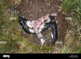 Image result for albatross dead chick