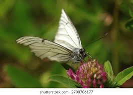 Attēlu rezultāti vaicājumam “Aporia crataegi larva”