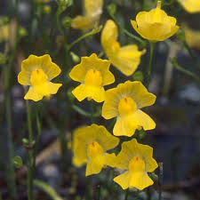 Image result for Utricularia