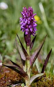 Attēlu rezultāti vaicājumam “Dactylorhiza cruenta”