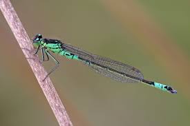 Attēlu rezultāti vaicājumam “Coenagrion armatum female”