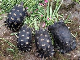 Attēlu rezultāti vaicājumam “Licea chelonoides spores”