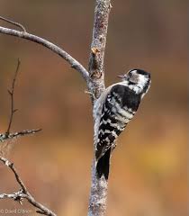 Attēlu rezultāti vaicājumam “Dendrocopos minor female”
