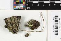 Attēlu rezultāti vaicājumam “Chaenotheca furfuracea”