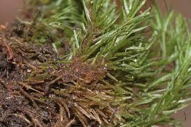 Attēlu rezultāti vaicājumam “Dicranum viride”