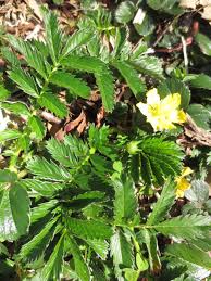 Image result for Potentilla anserina