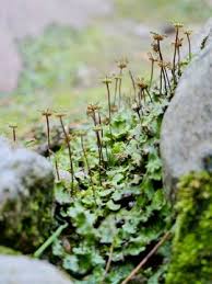 Attēlu rezultāti vaicājumam “Marchantiopsida”