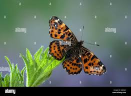 Attēlu rezultāti vaicājumam “Araschnia levana”