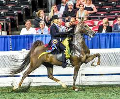 Image result for Henlow Anglo-Usa