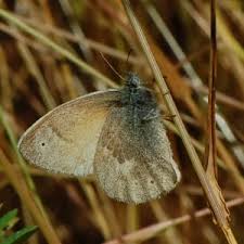 Attēlu rezultāti vaicājumam “Coenonympha tullia underside”