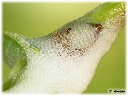 Attēlu rezultāti vaicājumam “Aphrophora salicina”