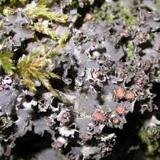 Attēlu rezultāti vaicājumam “Leptogium lichenoides”