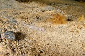 Image result for Osmerus mordax