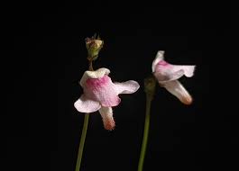 Attēlu rezultāti vaicājumam “Lentibulariaceae”