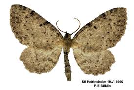 Attēlu rezultāti vaicājumam “Anticollix sparsata”