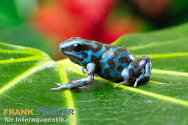 Image result for blauer baumsteiger