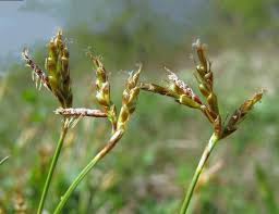 Attēlu rezultāti vaicājumam “Carex ornithopoda fruit”