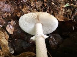 Attēlu rezultāti vaicājumam “Amanita excelsa”