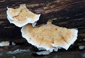 Attēlu rezultāti vaicājumam “Plicatura nivea”