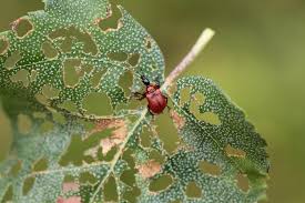 Attēlu rezultāti vaicājumam “Apoderus coryli”