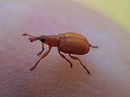 Attēlu rezultāti vaicājumam “Drepanosiphum platanoidis exuvia”