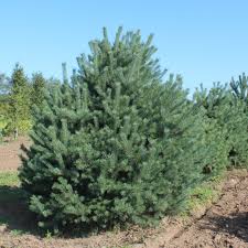 Attēlu rezultāti vaicājumam “Pinus sylvestris”